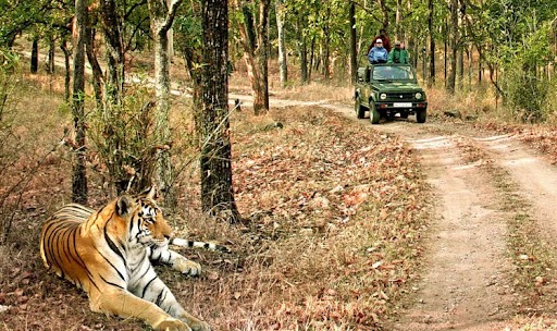 A majestic tiger resting on the forest floor, surrounded by lush greenery and dappled sunlight.