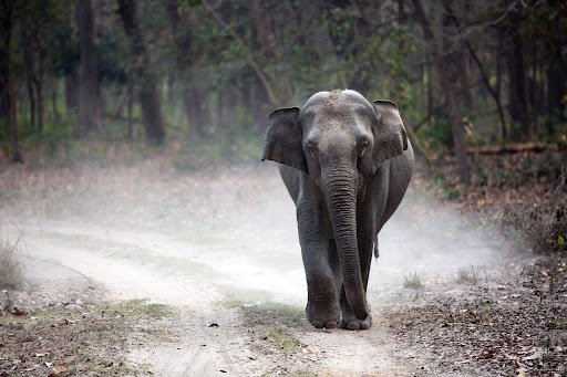 An elephant strolling on a forest dirt road.