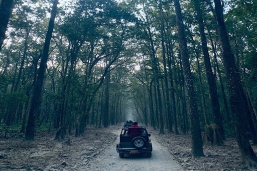 A jeep driving through a forest on a dirt road, surrounded by lush greenery and tall trees.