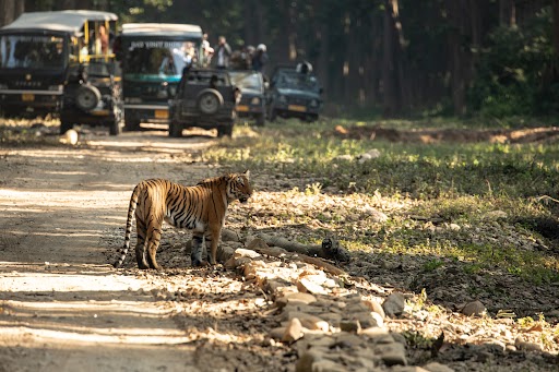 A tiger confidently striding down a road, followed by a line of jeeps in its wake.