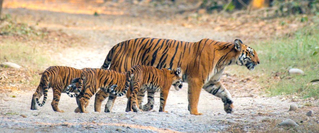 A tiger and her cubs strolling on a dirt road. A beautiful family scene in the wilderness.